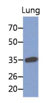 Western Blot: MFAP4 Antibody (12D11)BSA Free [NBP2-42638]