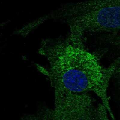 Immunocytochemistry/ Immunofluorescence: MFAP4 Antibody [NBP2-30439]