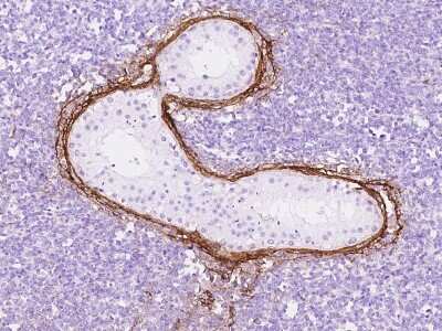 Immunohistochemistry-Paraffin: MFAP4 Antibody [NBP2-97485]