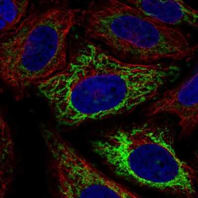 Immunocytochemistry/ Immunofluorescence: MFF Antibody [NBP2-57687]