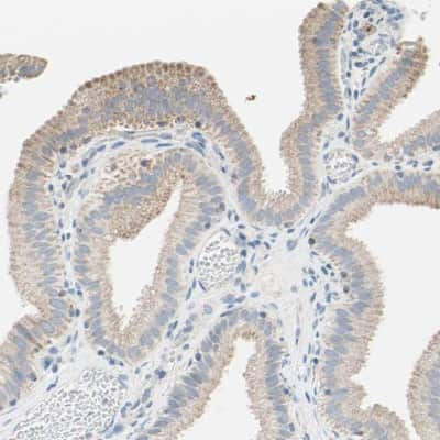 Immunohistochemistry-Paraffin: MFF Antibody [NBP1-86799]