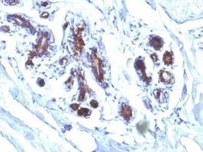 Immunohistochemistry-Paraffin: MFG-E8 Antibody (EDM45) - Azide and BSA Free [NBP2-47813]