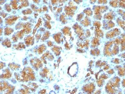 Immunohistochemistry-Paraffin: MFG-E8 Antibody (EDM45) - Azide and BSA Free [NBP2-47813]