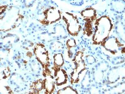 Immunohistochemistry-Paraffin: MFG-E8 Antibody (EDM45) - Azide and BSA Free [NBP2-47813]