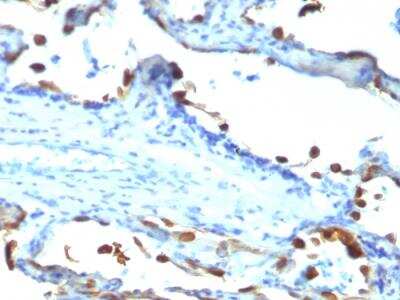 Immunohistochemistry-Paraffin: MFG-E8 Antibody (EDM45) - IHC-Prediluted [NBP2-48261]