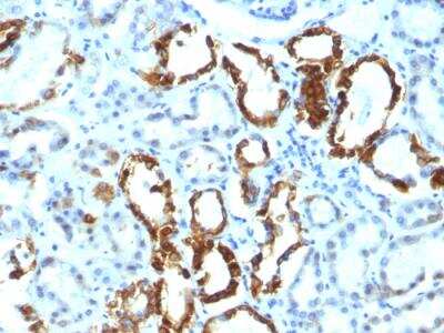 Immunohistochemistry-Paraffin: MFG-E8 Antibody (EDM45) - IHC-Prediluted [NBP2-48261]