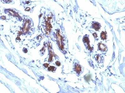 Immunohistochemistry-Paraffin: MFG-E8 Antibody (EDM45) [NBP2-44412]