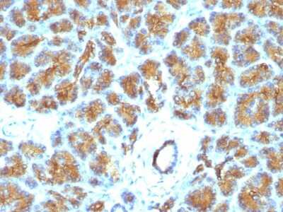 Immunohistochemistry-Paraffin: MFG-E8 Antibody (EDM45) [NBP2-44412]