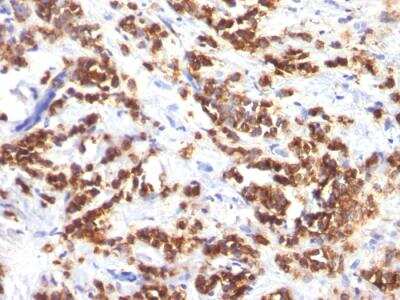 Immunohistochemistry-Paraffin: MFG-E8 Antibody (MFG-06) - IHC-Prediluted [NBP2-48262]