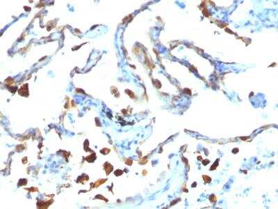 Immunohistochemistry-Paraffin: MFG-E8 Antibody (MFG-06) - IHC-Prediluted [NBP2-48262]