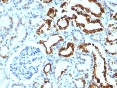 Immunohistochemistry-Paraffin: MFG-E8 Antibody (MFG-06) - IHC-Prediluted [NBP2-48262]