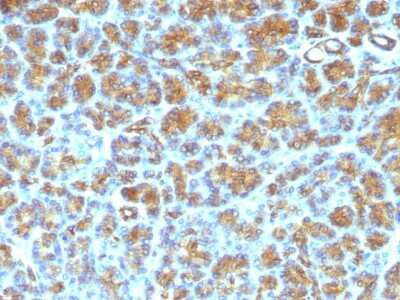 Immunohistochemistry-Paraffin: MFG-E8 Antibody (SPM291) [NBP2-44411]
