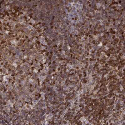 Immunohistochemistry-Paraffin: MFSD1 Antibody [NBP2-57522]