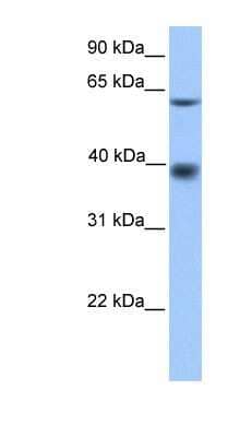 Western Blot: MFSD4 Antibody [NBP1-91445]