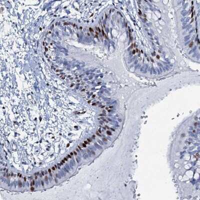 Immunohistochemistry-Paraffin: MFSD5 Antibody [NBP1-81224]