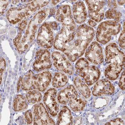 Immunohistochemistry-Paraffin: MFSD7 Antibody [NBP1-92113]