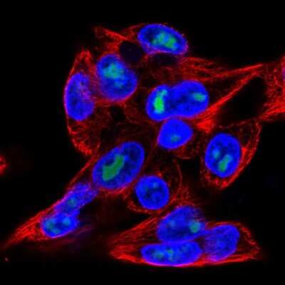 Immunocytochemistry/ Immunofluorescence: MFSD9 Antibody [NBP2-57652]