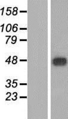 Western Blot: MFSD9 Overexpression Lysate [NBP2-05976]