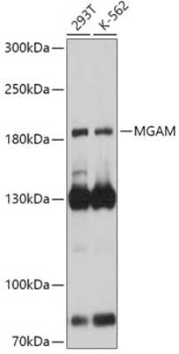 Western Blot: MGAM AntibodyAzide and BSA Free [NBP3-05166]