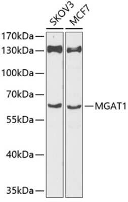 Western Blot: MGAT1 AntibodyBSA Free [NBP3-04741]