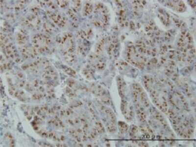 Immunohistochemistry-Paraffin: MGAT4A Antibody (4H4) [H00011320-M02]
