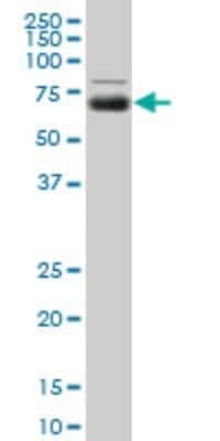 Western Blot: MGAT4A Antibody (8C5) [H00011320-M01]