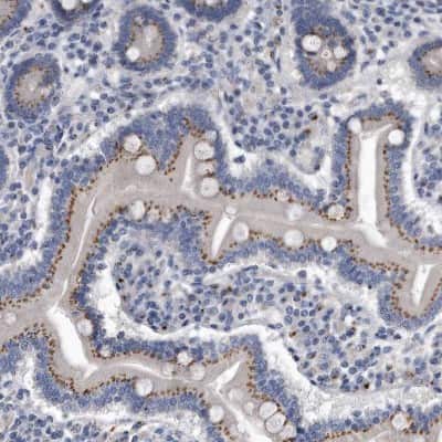 Immunohistochemistry-Paraffin: MGAT4A Antibody [NBP1-81809]