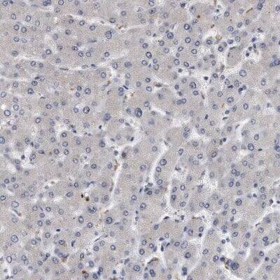 Immunohistochemistry-Paraffin: MGAT4A Antibody [NBP1-81809]