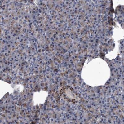 Immunohistochemistry-Paraffin: MGAT4A Antibody [NBP1-81809]