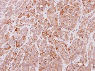 Immunohistochemistry-Paraffin: MGAT4A Antibody [NBP2-17285]