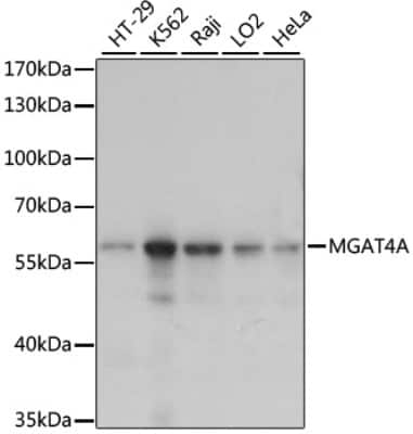 Western Blot: MGAT4A AntibodyAzide and BSA Free [NBP3-04923]