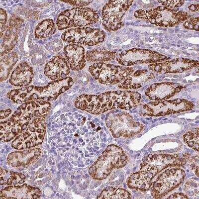 Immunohistochemistry-Paraffin: MGAT4B Antibody [NBP2-14236]