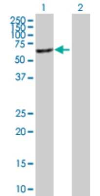 Western Blot: MGAT4B Antibody [H00011282-B01P]