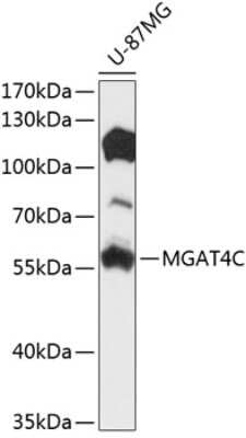 Western Blot: MGAT4C AntibodyBSA Free [NBP3-04934]