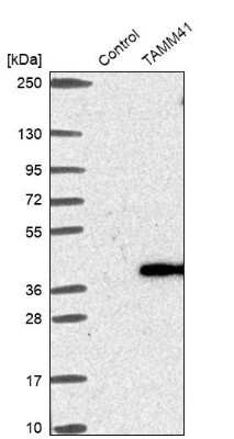 Western Blot: MGC16471 Antibody [NBP1-88005]