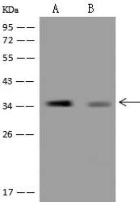 Western Blot: MGME1 Antibody [NBP3-12644]