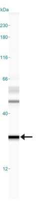 Simple Western: MGMT Antibody (MT 23.2)BSA Free [NB100-168]