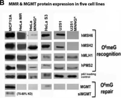 Western Blot: MGMT Antibody (MT 3.1) [NB100-692]