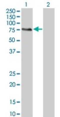 Western Blot: MGRN1 Antibody (3E1) [H00023295-M07]