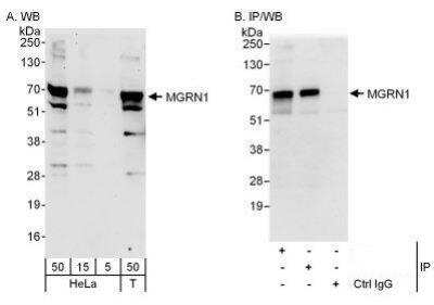 Western Blot: MGRN1 Antibody [NBP1-49929]