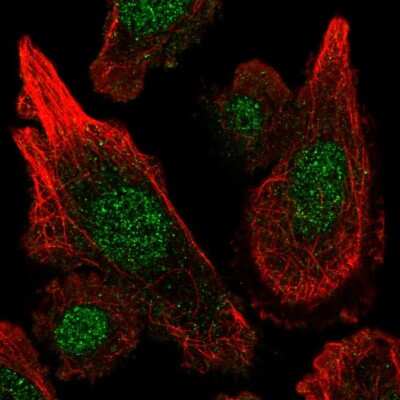 Immunocytochemistry/ Immunofluorescence: MGST3 Antibody [NBP2-58678]