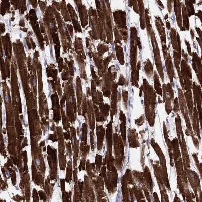 Immunohistochemistry-Paraffin: MGST3 Antibody [NBP3-17058]