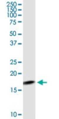 Western Blot: MGST3 Antibody [H00004259-D01P]