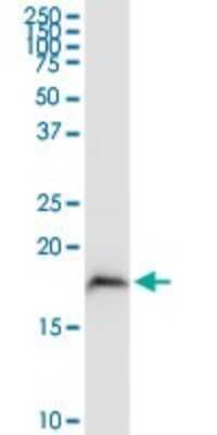 Western Blot: MGST3 Antibody [H00004259-D01P]