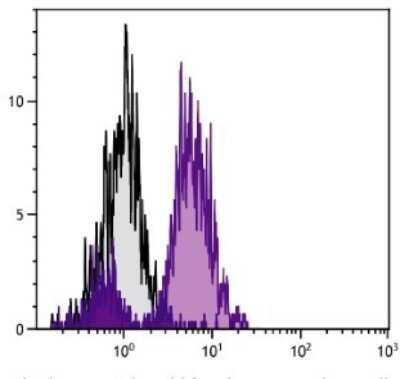 Flow Cytometry: MHC Class I Antibody (F21-2) - Azide and BSA Free [NBP1-28304]