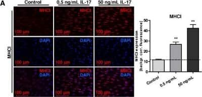 Immunocytochemistry/ Immunofluorescence: MHC Class I Antibody (OX18) - BSA Free [NB120-6405]