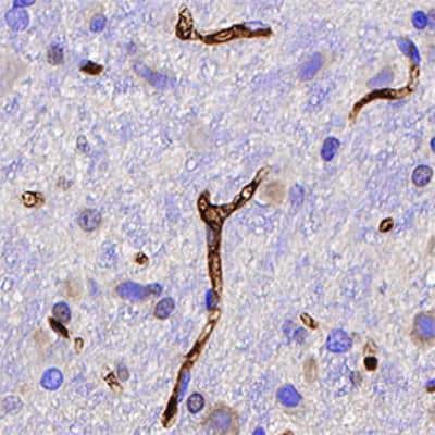 Immunohistochemistry-Paraffin: MHC Class I Antibody (OX18) - BSA Free [NB120-6405]