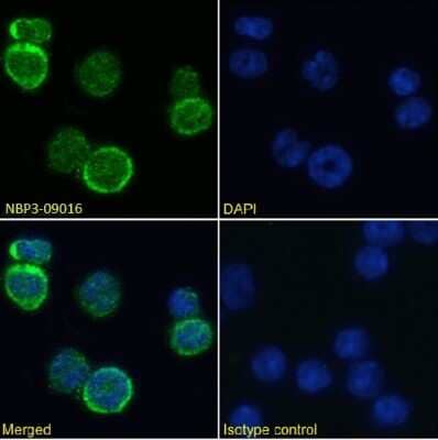 Immunocytochemistry/ Immunofluorescence: MHC Class I Antibody (R1-9.6) - Chimeric - Azide and BSA Free [NBP3-09016]