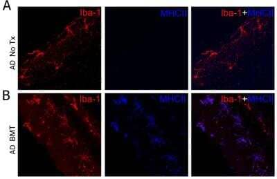 Immunocytochemistry/ Immunofluorescence: MHC Class II Antibody (ER-TR2) - BSA Free [NB100-64959]