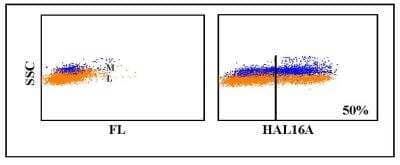 Flow Cytometry: MHC Class II Antibody (HAL16A) [NBP2-61012]